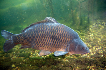 Large, beautiful carp float in the pond .
