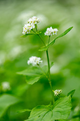 ソバの花　信州夏の風物詩