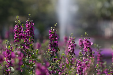 Purple flowers in the garden