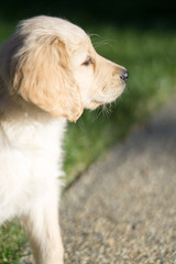 Beige little puppy standing on ground near lawn