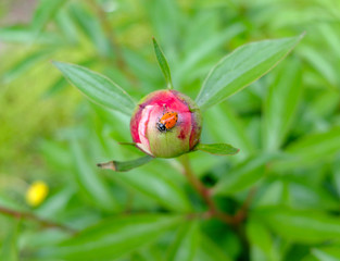 Ladybug on a Rosebud