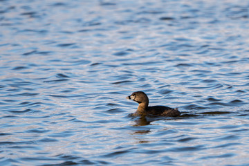 Duck floating on rippling clear water