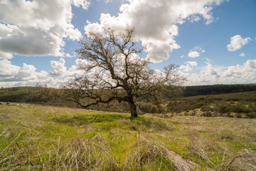Tree standing in middle of field