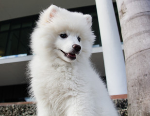 Eskimo Dog