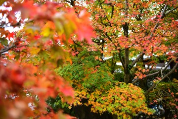 色鮮やかでカラフルな紅葉