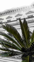 Fototapeta na wymiar palm tree in front of building
