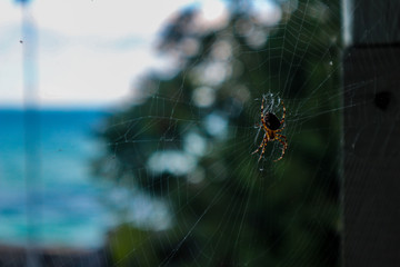 Spider in a Web