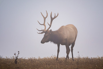 Naklejka na ściany i meble Tule Elk in the Mist