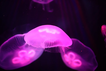 Multicolored jellyfish swim under water