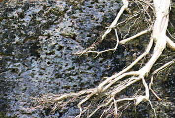 Old root on laterite stone background