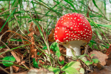 Young beautiful red fly agaric (amanita) hid in the grass