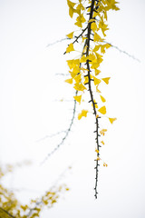 yellow leaves branch in autumn