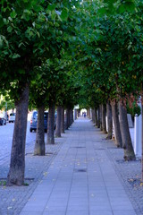 tree street