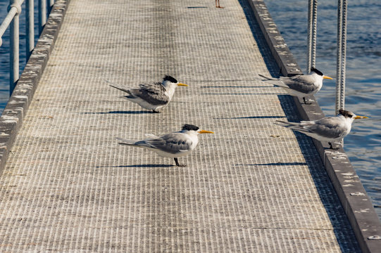Four Lesser Crested Terns