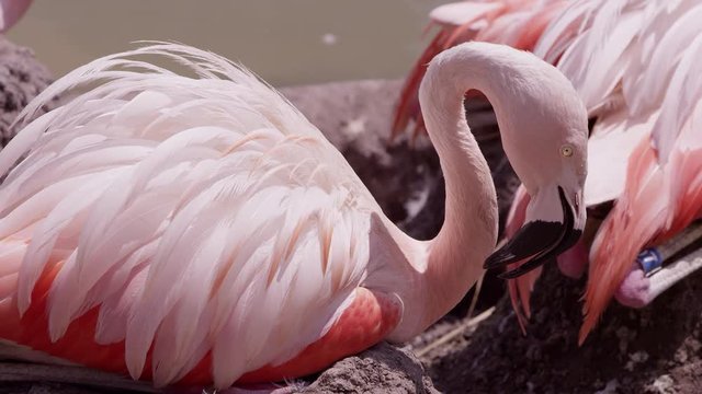 Feathers fluffed on flamingo sittin g in the hot sun on top of its nest made of dirt and mud.