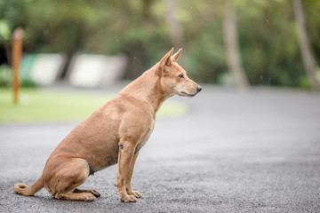 Dogs, animal backgrounds, Thai dogs are waiting for the owner or waiting to play with the dog together, most of the owners will take a walk in the morning while exercising or walking in the evening.