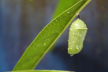 Chrysalis Monarch Butterfly Cocoon