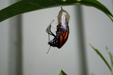 Monarch Butterfly emerging chrysalis cocoon