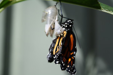 Monarch Butterfly emerging chrysalis cocoon