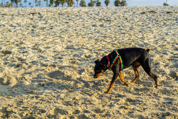 Minpin Portraits Dog