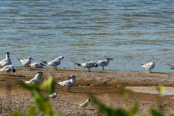 Flock of Terns. Baby chicks in the sand, adults watch and protect them.