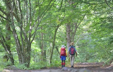 Obraz premium 緑の森を歩くハイカー