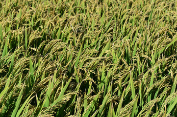 Mature rice in the field