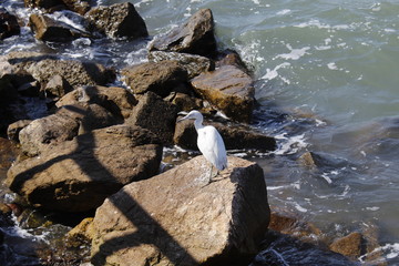 swan on stones