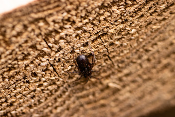 Spider on End Grain