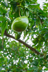 Avocado tree 