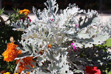 white plant