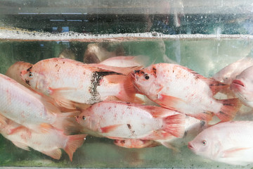 Live tilapia fish in restaurant aquarium for cooking in Malaysia