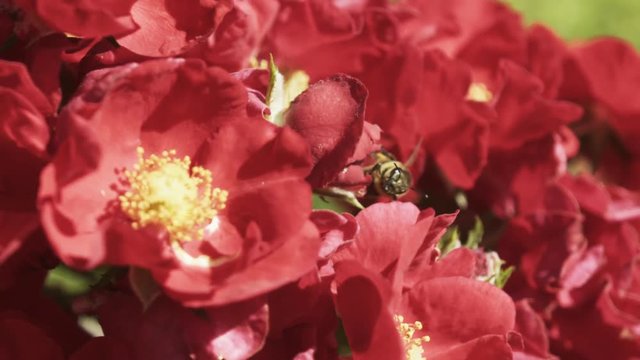 Bee pollinating flower supe slow motion, Shot on RED EPIC