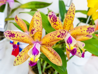 Orquídeas florecidas