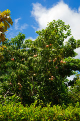 Fototapeta na wymiar Mango Tree