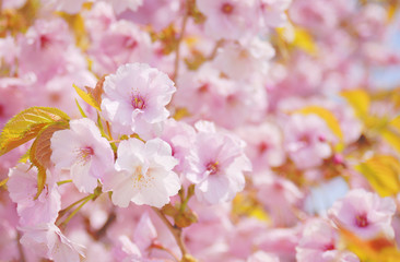 Obraz premium 桜 春 素材