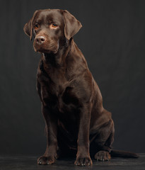 Labrador Dog on Isolated Black Background in studio