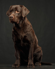 Labrador Dog on Isolated Black Background in studio