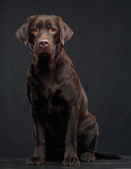 Labrador Dog on Isolated Black Background in studio