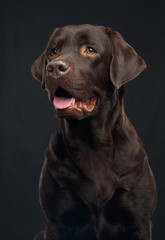 Fototapeta premium Labrador Dog on Isolated Black Background in studio