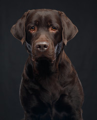 Fototapeta premium Labrador Dog on Isolated Black Background in studio