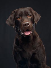 Fototapeta premium Labrador Dog on Isolated Black Background in studio