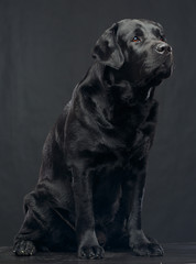 Labrador Dog on Isolated Black Background in studio