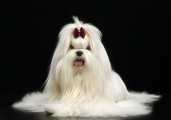 Maltese dog Isolated  on Black Background in studio