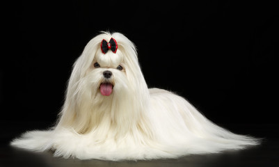 Maltese dog Isolated  on Black Background in studio