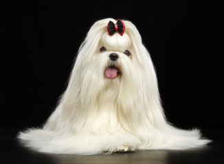 Maltese dog Isolated  on Black Background in studio