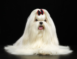 Maltese dog Isolated  on Black Background in studio