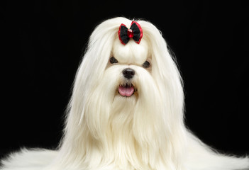 Maltese dog Isolated  on Black Background in studio