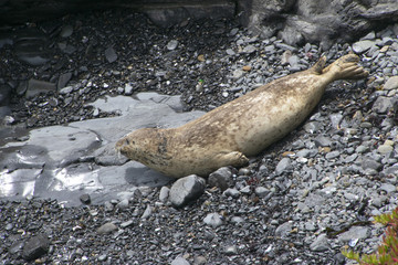 Harbor Seals on the N. California coast