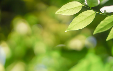 Fototapeta na wymiar Green leaves, Green bokeh on nature abstract blur background green bokeh.green bokeh abstract